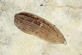 Fossil True Weevil (Curculionidae) Beetle - France #254572-1